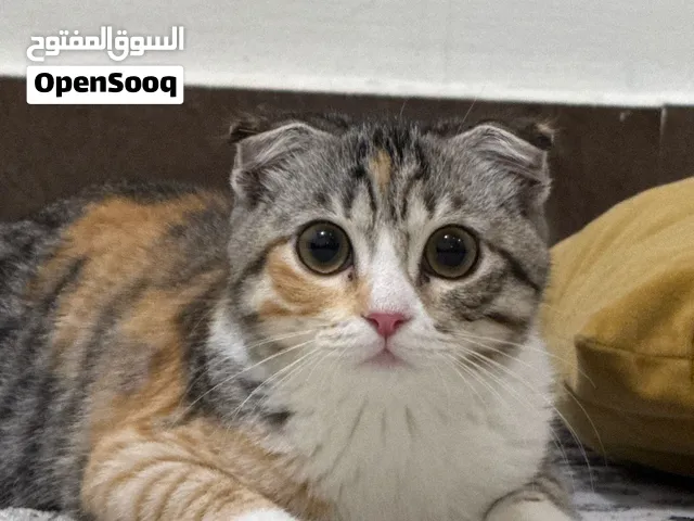 سكوتش فولد صغيرة