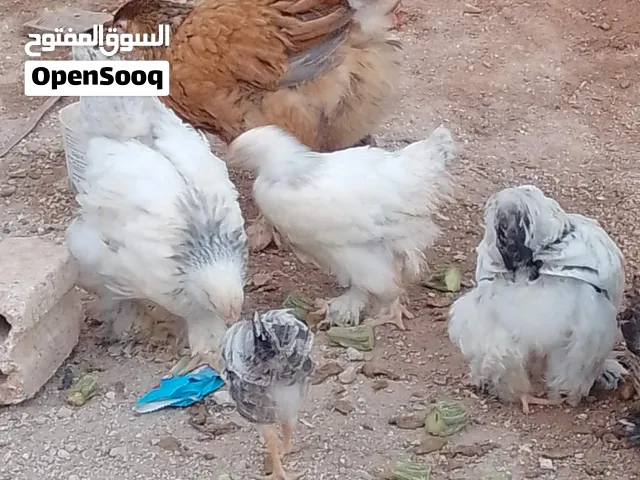 فرخات براهمه عمر 3 شهور يوجد جاج بلدي للبيع