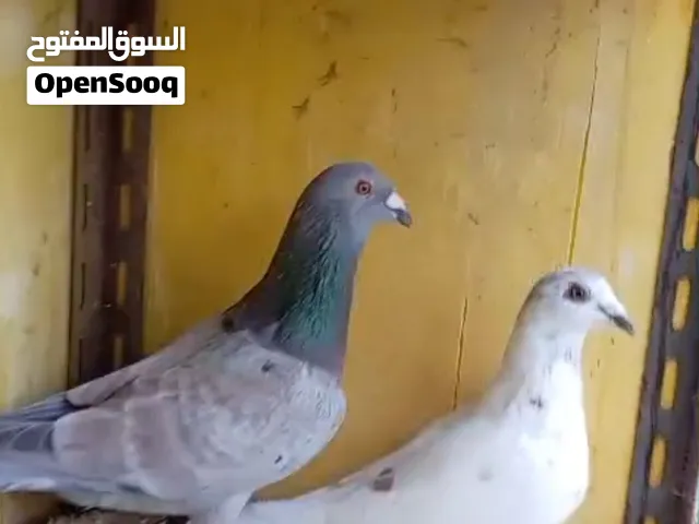 حًمًآمً لَلَبًيَعٌ