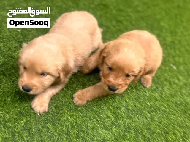 قولدن ريتريفر بي صحه جيده وبيور من الأب ولام العدد 4