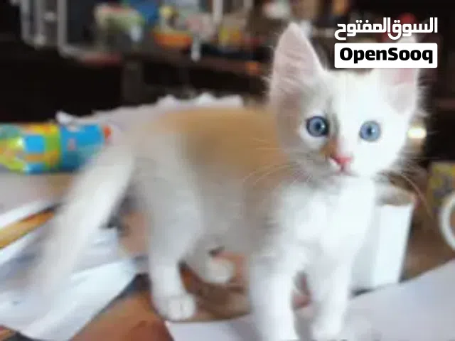 قطط بيضاء دو أعين زرقاء