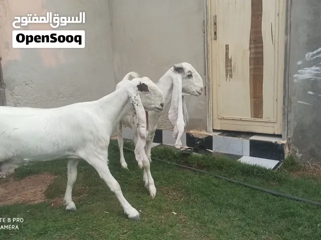 زوز معزات حجازيات هجين قوي