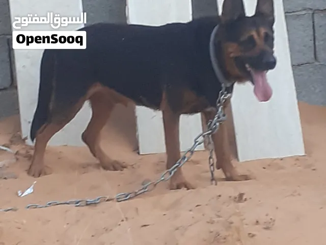 كلب هجين روت وايلر و ولف