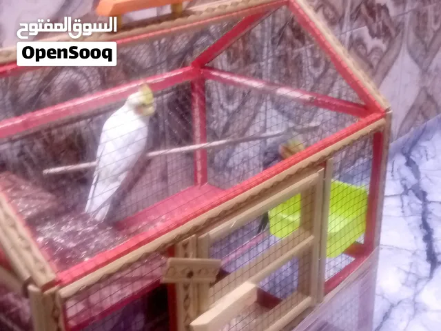كوكتيل ربه