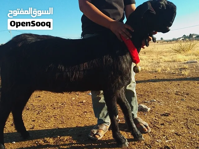 سخله نادره من النوادر شامي حر قطعه وصحه وجهام ومده عشار من فحل ابيظ من شهر  انا ناشر فقط