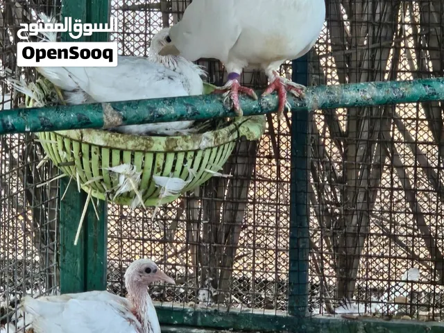 حمام لاحم منتج للبيع عدد 5  بـ20 ريال مع توصيل مجاني