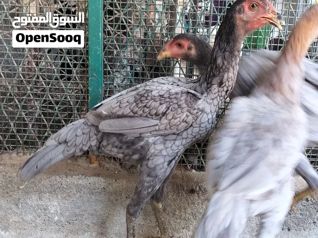Pakistani Aseel