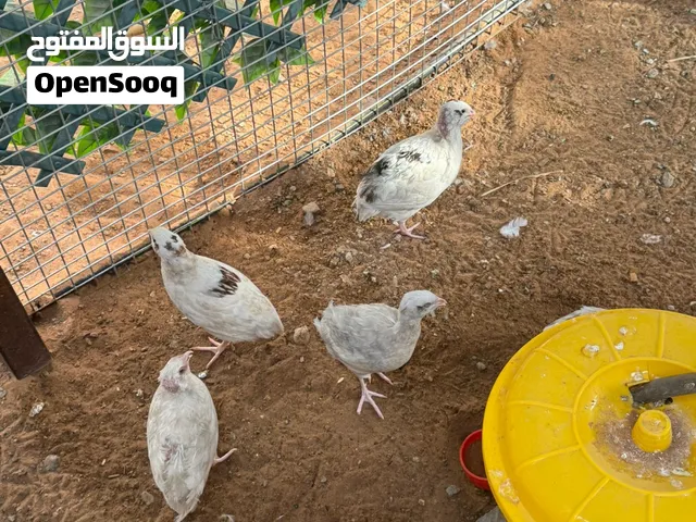 فري للبيع الموقع العين