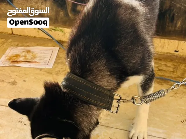 أنثي هاسكي للبيع عمرها 6شهور عز ماتربي