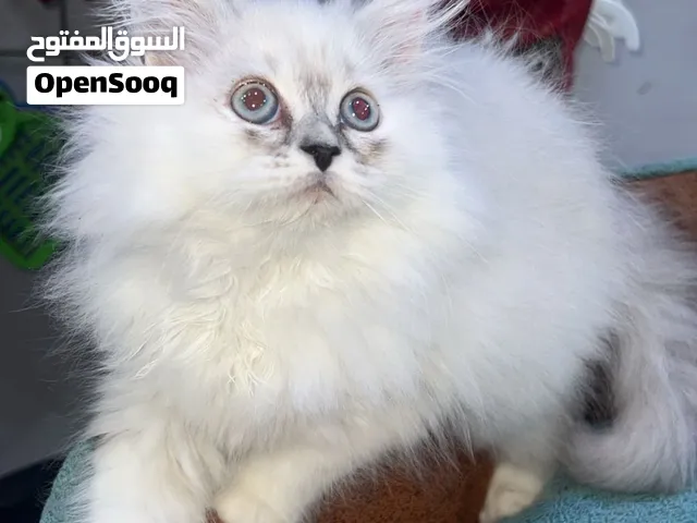 قطط شيرازي العمر شهرين