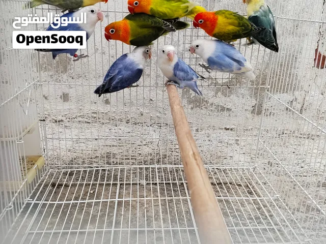فيشر اوبلاينات