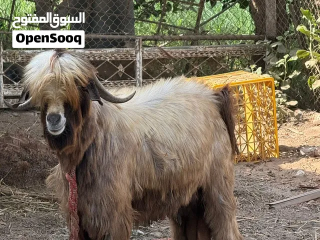 للبيع تيس فحل