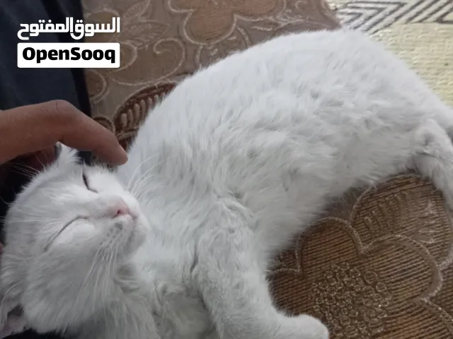 شرازي لون العيون مختلفه