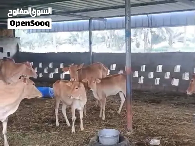 البيع عجلتين