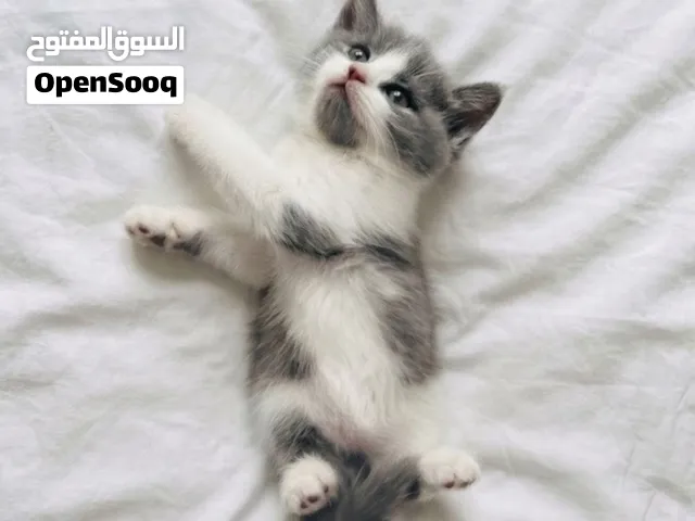British Shorthair Male Kitten Grey & White 2 Months old قط بريتش شورت هير ذكر، رمادي وابيض عمر شهرين