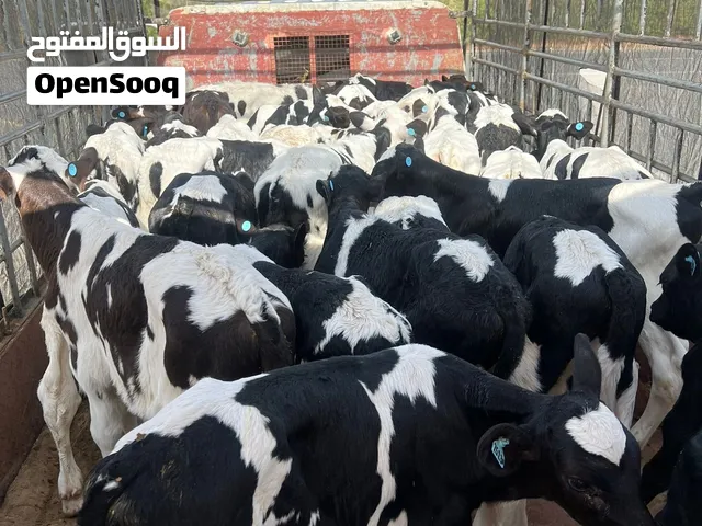 عجول هولندية للبيع