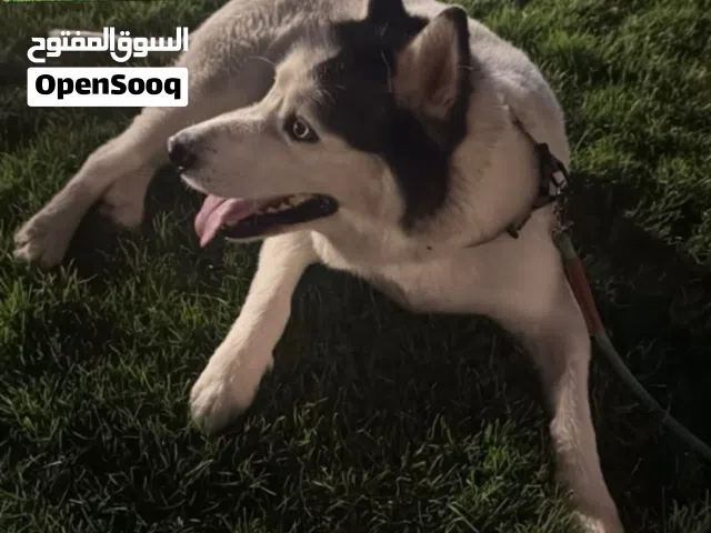 هاسكي مالموت متدرب و مطعم و من فتره محلقينه و ما يسوي ازعاج وايد