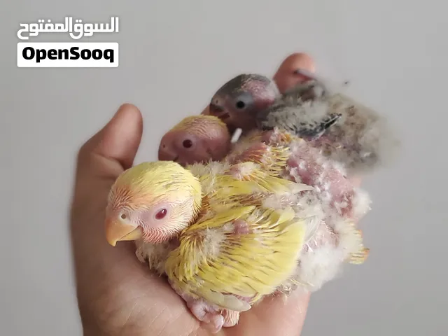 مطلوب فروخ روز بعمر صغير