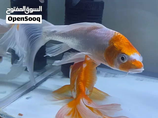 aquarium with fish