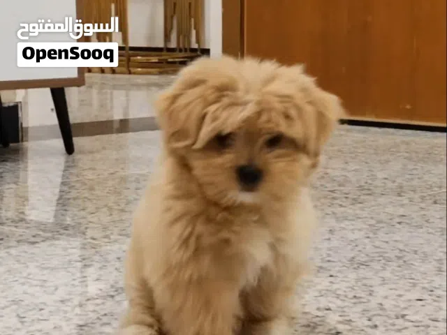 كلب تيرير عمر شهرين