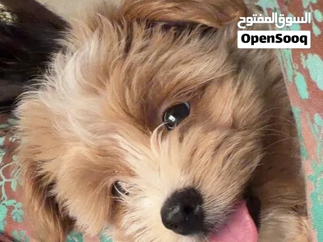 بيور ذكر لعوب