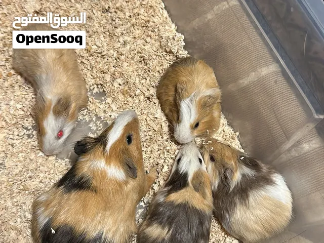 للبيع همتارو أو جيني بيج بصحة ممتازة