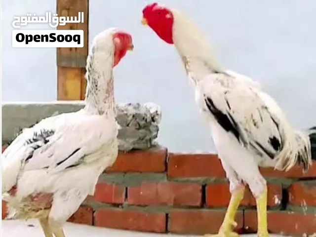زوج حجازي و ديكين و ديايه جابنيز اسود البيعه مع انتاجهم بتاخذهم كلهم على 1000