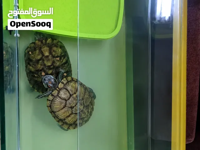 سلاحف برمائية سعر 20