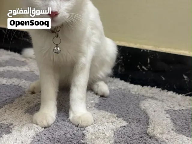 قطة بيضاء شيرازية