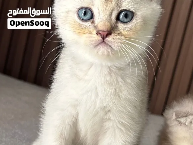 كتاكيت سكوتش سلڤر شيدد عمر شهرين وانثى منتجة عمر سنه ونص للبيع