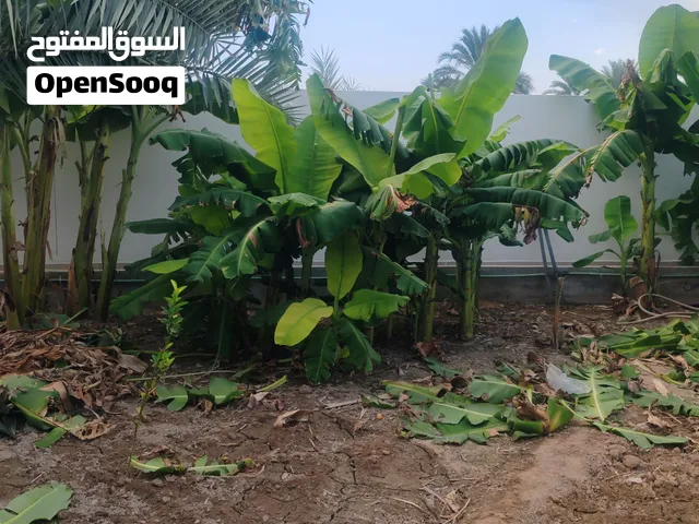 شتلات موز قزم