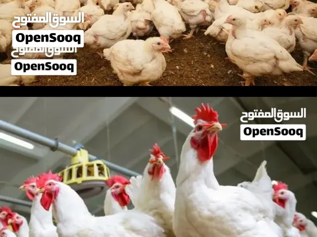 مطلوب صيصان