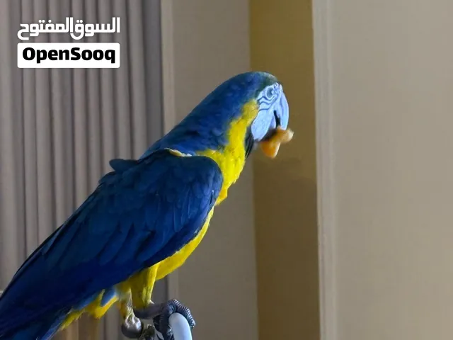بغبغاء مكاو بلو اند قولد