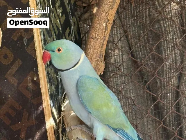الدره لون تركواز ذكر للبيع فقط