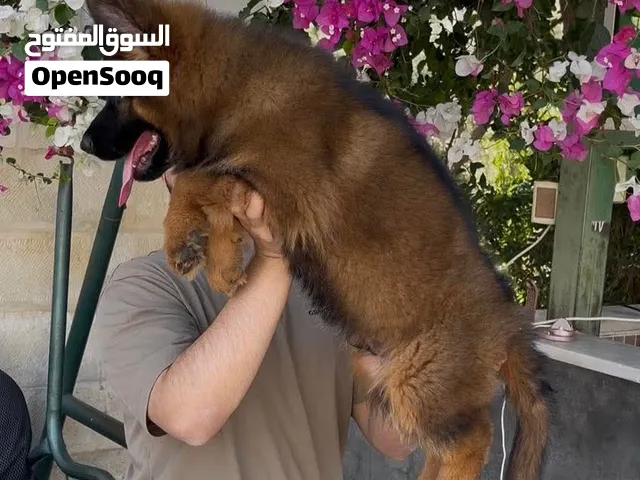 رايدلي نثيه جيرمن ابسعر مناسب شوف الوصف