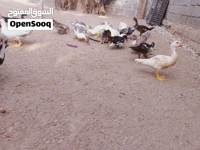 بط مصري منتج للبيع
