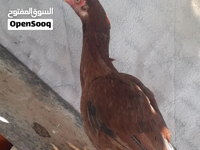 دجاجه بكستانيه للبيع