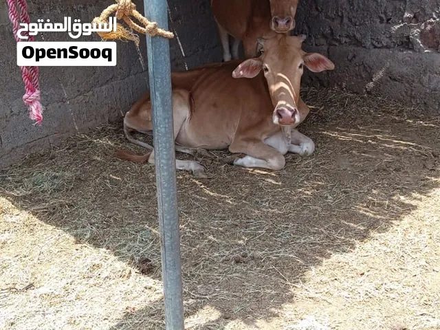 للبيع بقره محليات عشرات