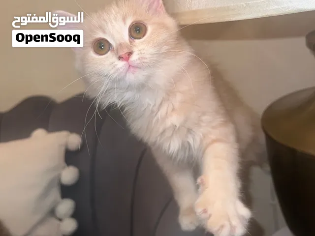female  kitty