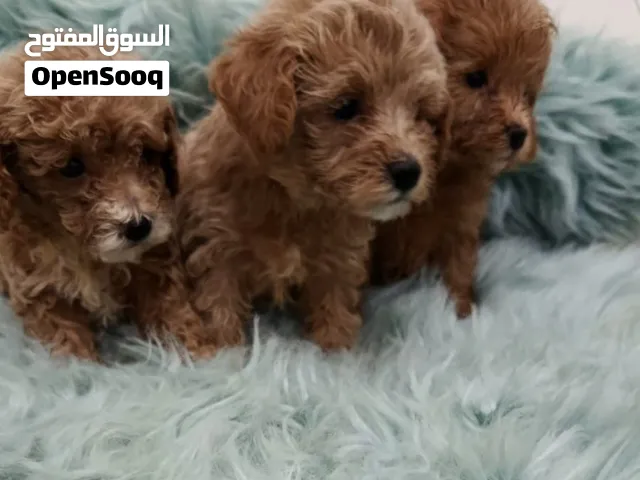 Maltipoo puppies