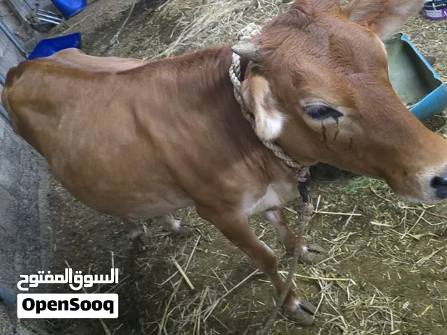 للبيع عجلة جيرسي فول سمنه و بقره