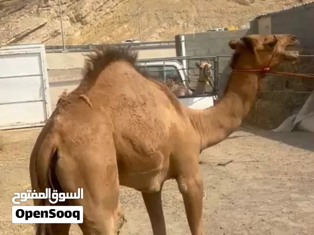 قعود صعب سمين فل