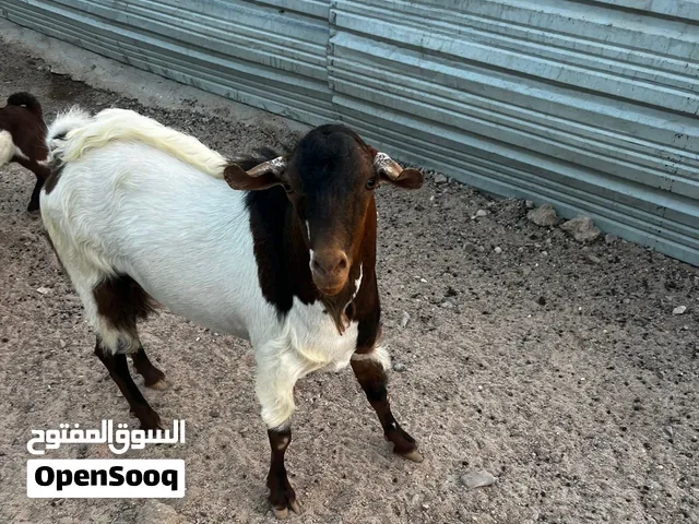 للبيع تيس في العبدلي