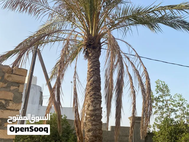 نخل برنسي مجاني