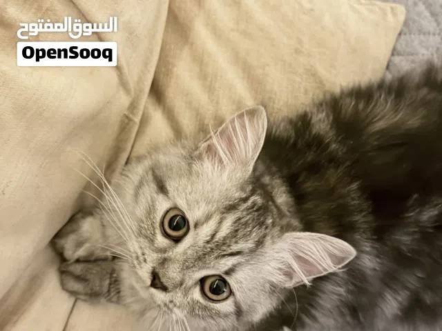 قطة انثى للتزاوج فقط مجاناً (الوصف مهم) Cat for mating