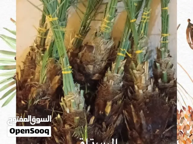 فسائل النخيل