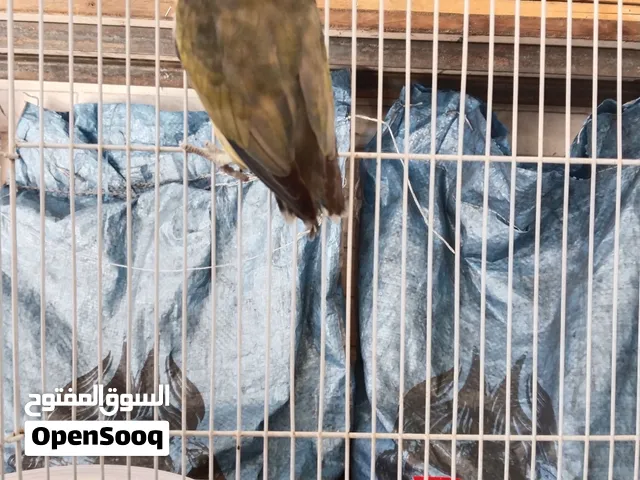 موجود طيور كوكتيل روز للبدل ع كنار