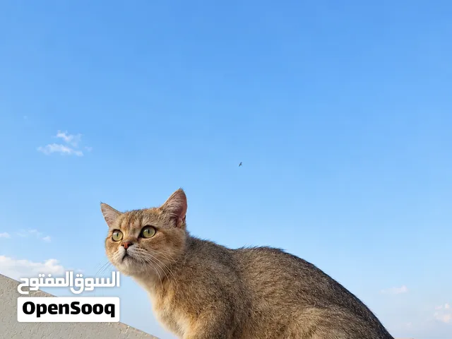 british shorthair