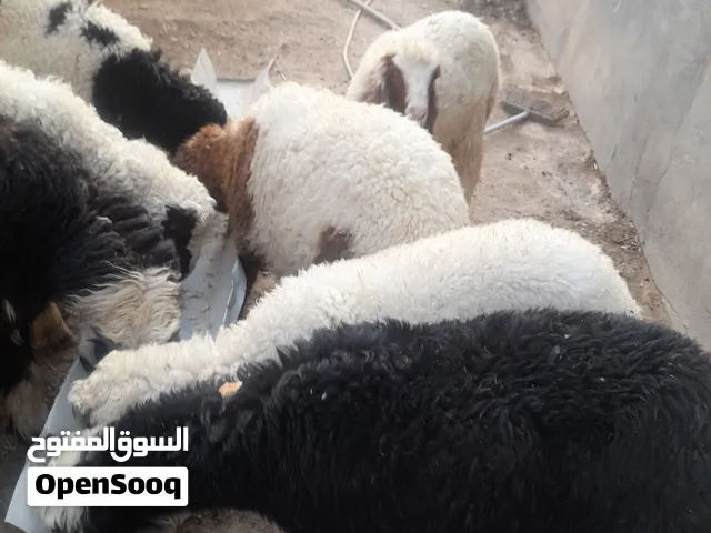 سلام عليكم طليان للبيع سعر الواحد 370الف