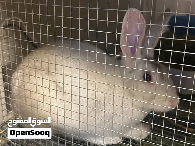Bunny with house and water bottle and accessories ready to move
